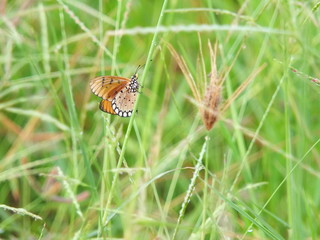Sundew flowing on top of the grass And I fly happily