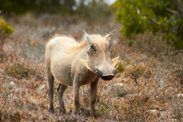 Warthog in Addo Elephant Park in South Africa which is a diverse wildlife conservation park situated close to Port Elizabeth in South Africa and is one of the country's 19 national parks.