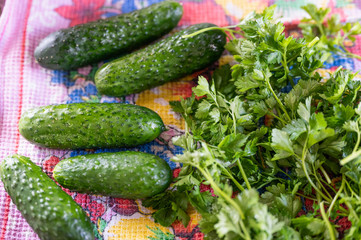 Fresh pickled cucumbers with parsley. lie on the fabric