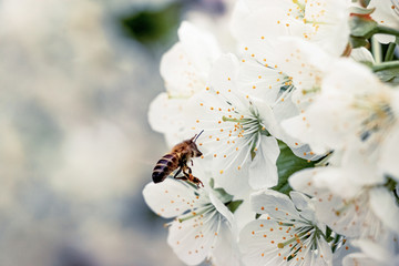 bee on a flower