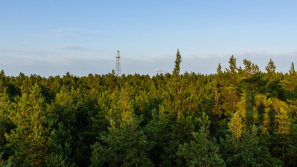 Green forest view and electricity tower