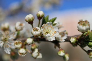 White cherry flowers close-up on a twig against a clear blue sky on a Sunny day.
