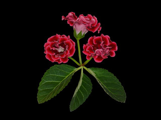 Bunch of crimson gloxinia flowers isolated on a black background for postcard design. Gloxinias...