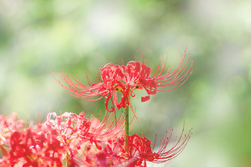 光の中の曼珠沙華