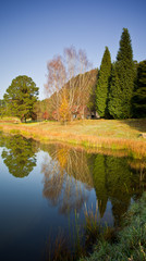 autumn trees landscape