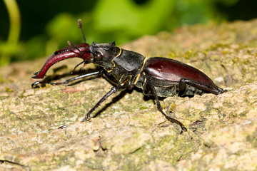 lucanus cervus,      escarabajo ciervo volante con grandes cuernos sobre el tronco.