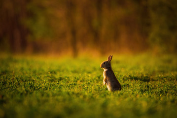 European rabbit - Oryctolagus cuniculus on a meadow
