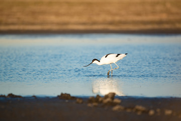 Pied avocet - Recurvirostra avosetta wader bird on the lake
