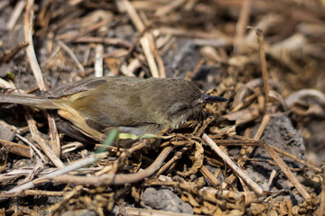 The baby bird fell from the tree.
