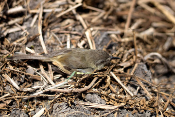 The baby bird fell from the tree.