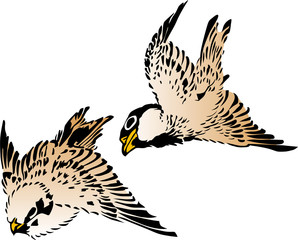 浮世絵　鳥　その13