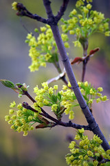 Tree branches full of young green leaves. Beautiful spring leafing of trees. 