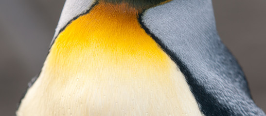 Close-up of neck feathers of adult King Penguin, South Georgia