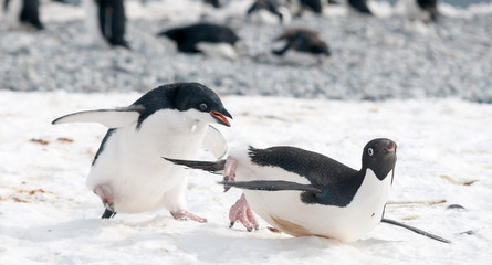 Juvenile Adelie Penguin chases an adult for food, Antarctic Peninsula