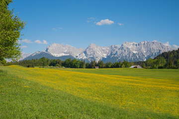 buttercup meadow in front of karwendel mountains, upper bavaria