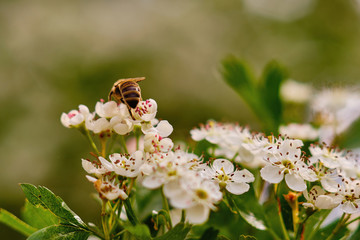 Close-up photo of a bee pollinating a white flower
