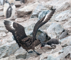 Adult Brown Skua attacking a Gentoo Penguin chick, Danco Island, Antarctic Peninsula