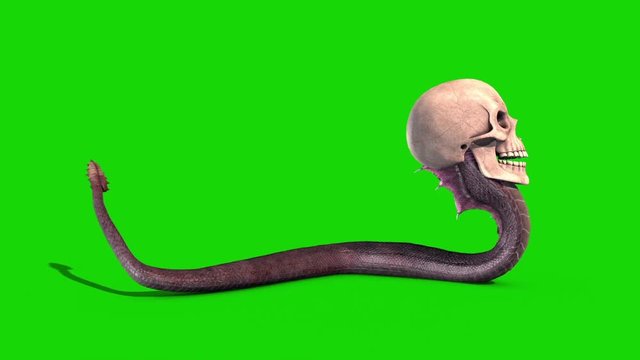 Snake Skull Crawlcycle Green Screen Loop Side 3D Rendering Animation