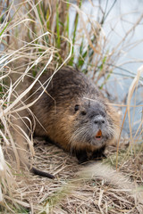 Nutria