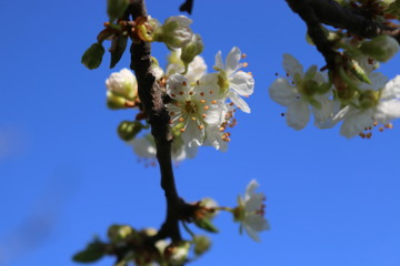 White cherry flowers close-up on a twig against a clear blue sky on a Sunny day.