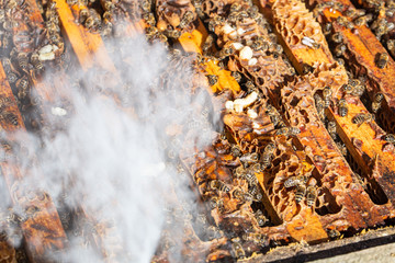 Bienen im Rauch
