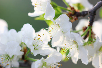 blooming plum buds close-up in the spring garden
