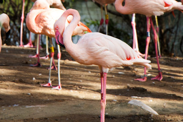 Flamingo groups in the Berlin Zoo