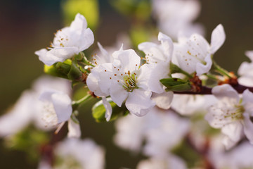 beautiful blooming fruit trees in a spring garden with a blurred 