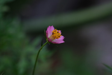 beautiful close up of pink  zinnia flower, shot on macro