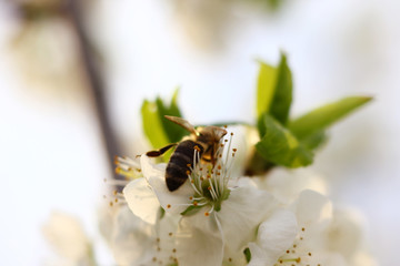 spring blooming garden with bees collecting nectar