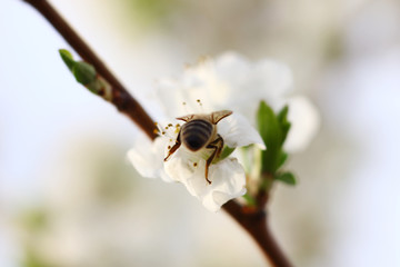 spring blooming garden with bees collecting nectar