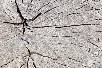 Texture of rough surface felled tree cracked weathered with annual rings and two crosses. Concept of long life longevity aging. A background with copy space of gray stump wood.
