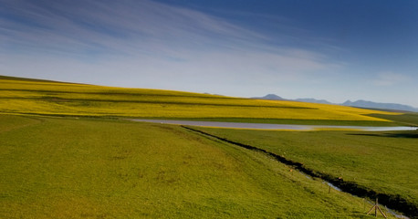 landscape with canola