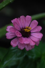 beautiful close up of pink  zinnia flower, shot on macro