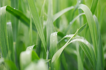 Lush green grass. Spring background. Drops of dew on the leaves. Copy space. Fresh bright texture.