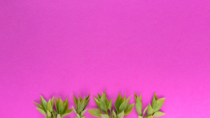 Grean leaves on pink background. Simple flat lay with pastel texture and copy spase. Fashion eco concept. Stock photo.