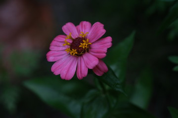Obraz premium beautiful close up of pink zinnia flower, shot on macro