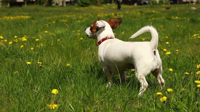 Dog terrier standing with a back and barks in the ground with green grass in spring in sunny day
