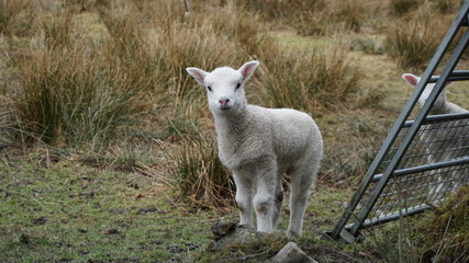 curious lamb