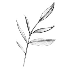 Hand drawn pencil willow branch leaves in sketch style on white background