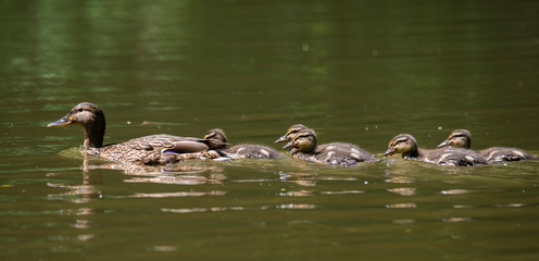 Mother Duck (Anas platyrhynchos) with her new born offspring in the Netherlands in spring