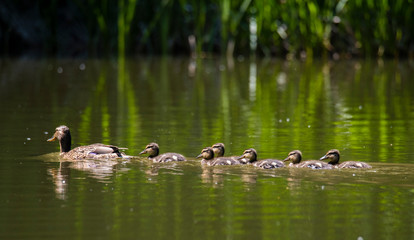 Mother Duck (Anas platyrhynchos) with her new born offspring in the Netherlands in spring