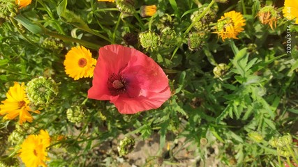 red poppy flowers and yellow flowers around us looks like a nice crafted bouquet. 