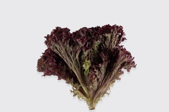 bunch of fresh lollo rosso lettuce on a white background close-up