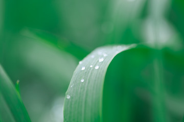 Lush green grass. Spring background. Drops of dew on the leaves. Copy space. Fresh bright texture.