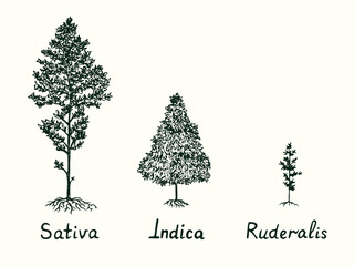 Cannabis family types, Sativa, Indica and Ruderalis cannabis plant isolated, outline simple doodle drawing, gravure style - 349189966