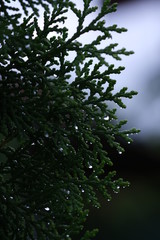 Rain drop on the leaves of thuja, shot on macro