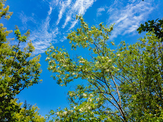 Blooming white flowers acacia tree on a background of blue cloudy sky on a sunny day.