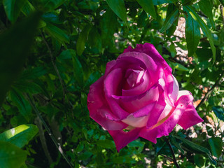 A pink rose blossomed in the garden in the shade of green foliage on a May day.
