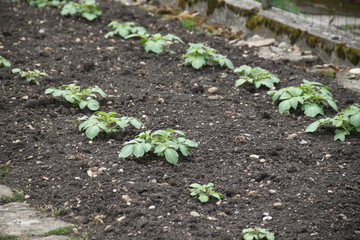Tomato young plant cultivation springtime